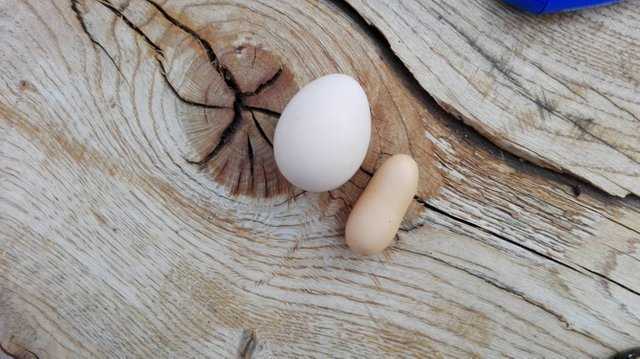странные яйца, странные яйца которые удивили птиц которые их снесли